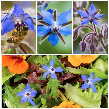 Borage herb microgreen seeds for growing fresh edible greens at home