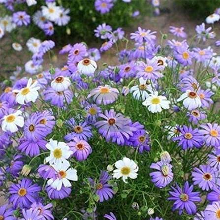 Brachycome Mixed Flower Seeds for Planting – Heirloom Swan River Daisy Garden Flowers