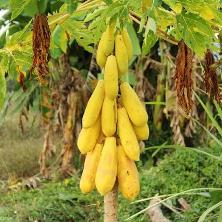 Brazilian Golden Papaya Seeds for growing rare tropical golden papaya fruit