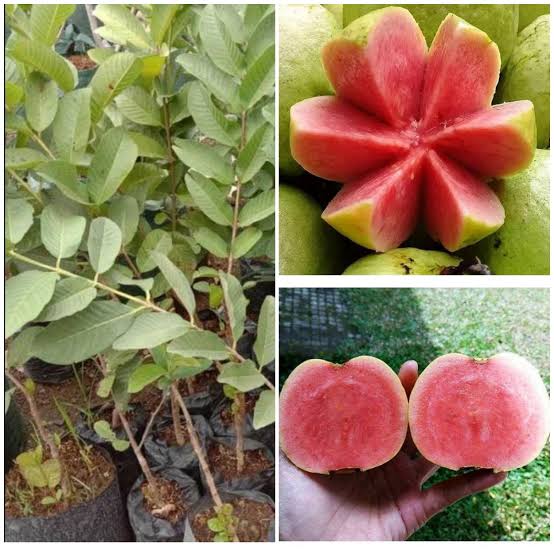 Bulk Guava Seeds for growing Psidium guajava white flower tropical fruit trees and shrubs