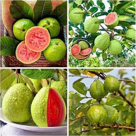 Bulk Guava Seeds for growing Psidium guajava white flower tropical fruit trees and shrubs