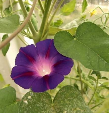 Ipomoea Purpurea Mix Flower Seeds with colorful Morning Glory vine blooms
