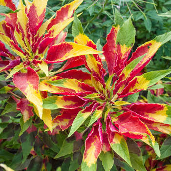 Amaranthus Tricolor Molten Fire Flower Seeds for Planting – Heirloom Colorful Ornamental Amaranth