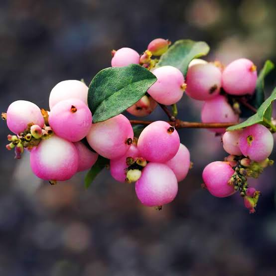 Coralberry Seeds for growing Symphoricarpos orbiculatus pink berry flowering shrubs