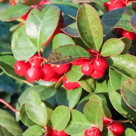 Creeping Wintergreen Seeds for growing Gaultheria procumbens evergreen teaberry shade groundcover