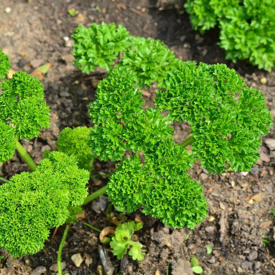 Curled Herbs Flavorful Herb Seeds for Planting