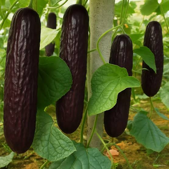 Black Cucumber Seeds – Unique Dark Cucumber Garden Vegetable Variety