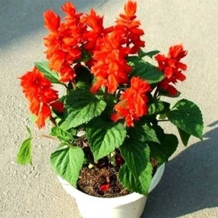 Special Dwarf Salvia Splendens Saint John's Fire Flower Seeds with Brilliant Red Blooms