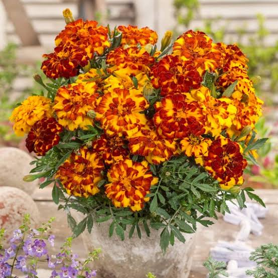 French Marigold Tagetes Patula Nana Double Scarlet Flower Seeds with vibrant scarlet blooms