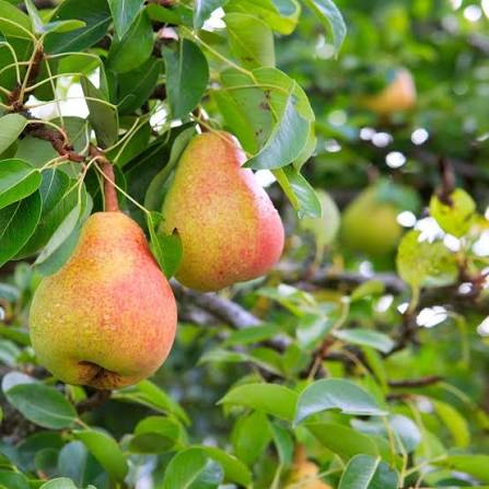 European Pear Tree Seeds for growing Pyrus communis green fruit trees with white flowers