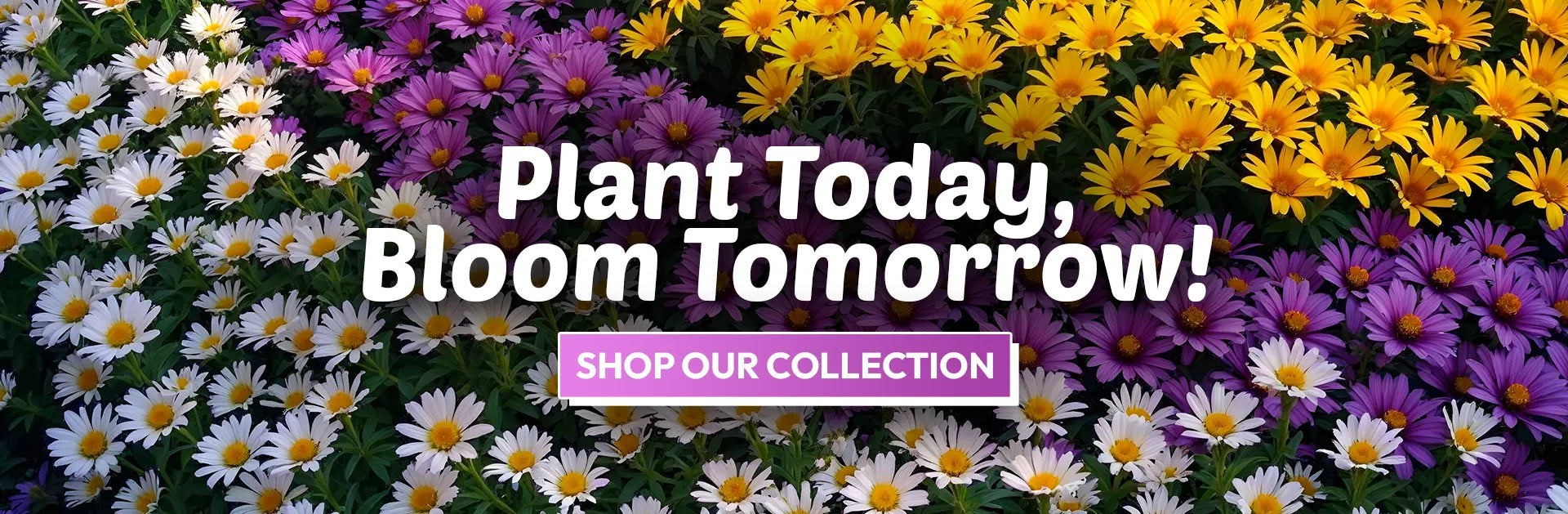 Colorful blooming garden flowers with a call to shop the plant collection for home and garden landscaping.