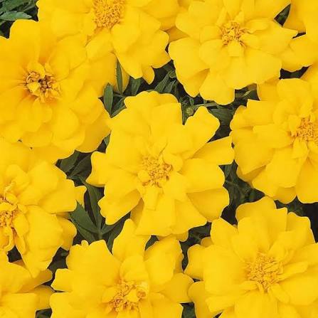 French Marigold Tagetes Patula Nana Double Yellow Flower Seeds with bright yellow double blooms