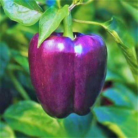 Golden Wonderberry Seeds for growing Solanum villosum aureum golden berry plants