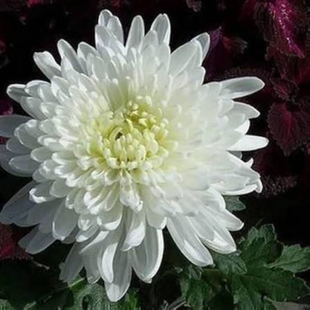 Chrysanthemum Segetum Eldorado golden yellow flowers growing in a garden
