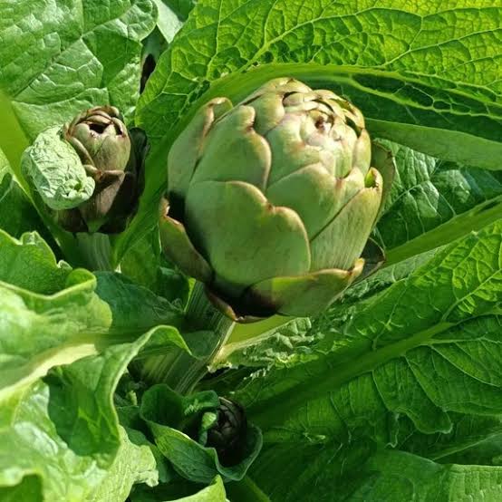 Artichoke Green Globe vegetable microgreen seeds for home growing