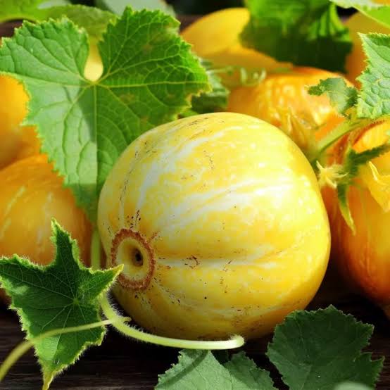 Organic Lemon Cucumber Seeds for growing heirloom round yellow cucumbers