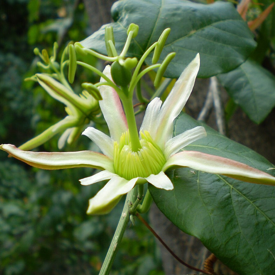 Herbertian Rare And Herb Seeds for Planting