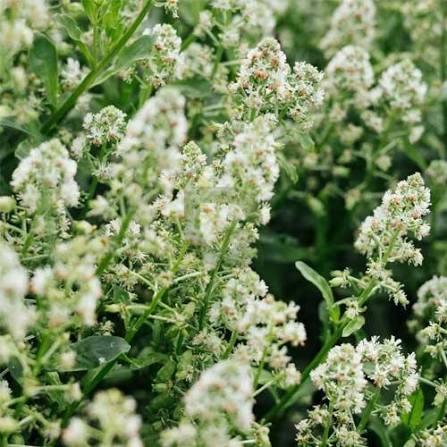 Mignonette Reseda Odorata Rose flower seeds with fragrant rose-colored blooms