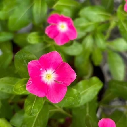 Vinca Rosea Dwarf Special Mixed Flower Seeds with colorful garden blooms