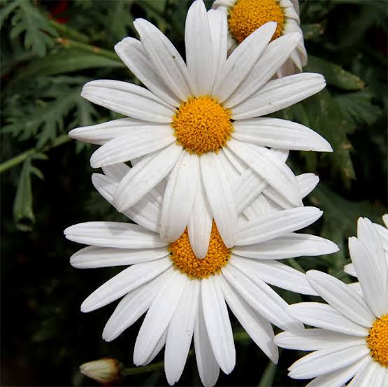 White Annual Chrysanthemum Paludosum flowers growing in a garden