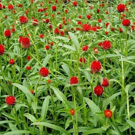 Gomphrena Strawberry Fields Flower Seeds for Planting – Heirloom Garden Flowers