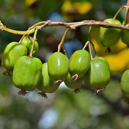 Issai Kiwi Seeds for growing Actinidia arguta cold-hardy sweet kiwi berry fruit vines