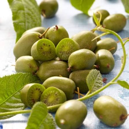 Issai Kiwi Seeds for growing Actinidia arguta cold-hardy sweet kiwi berry fruit vines