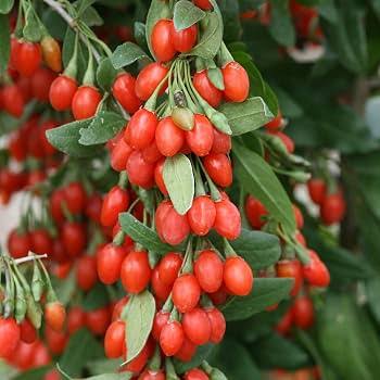Himalayan Tibetan Goji Berry Seeds for growing Lycium barbarum wolfberry fruit bushes