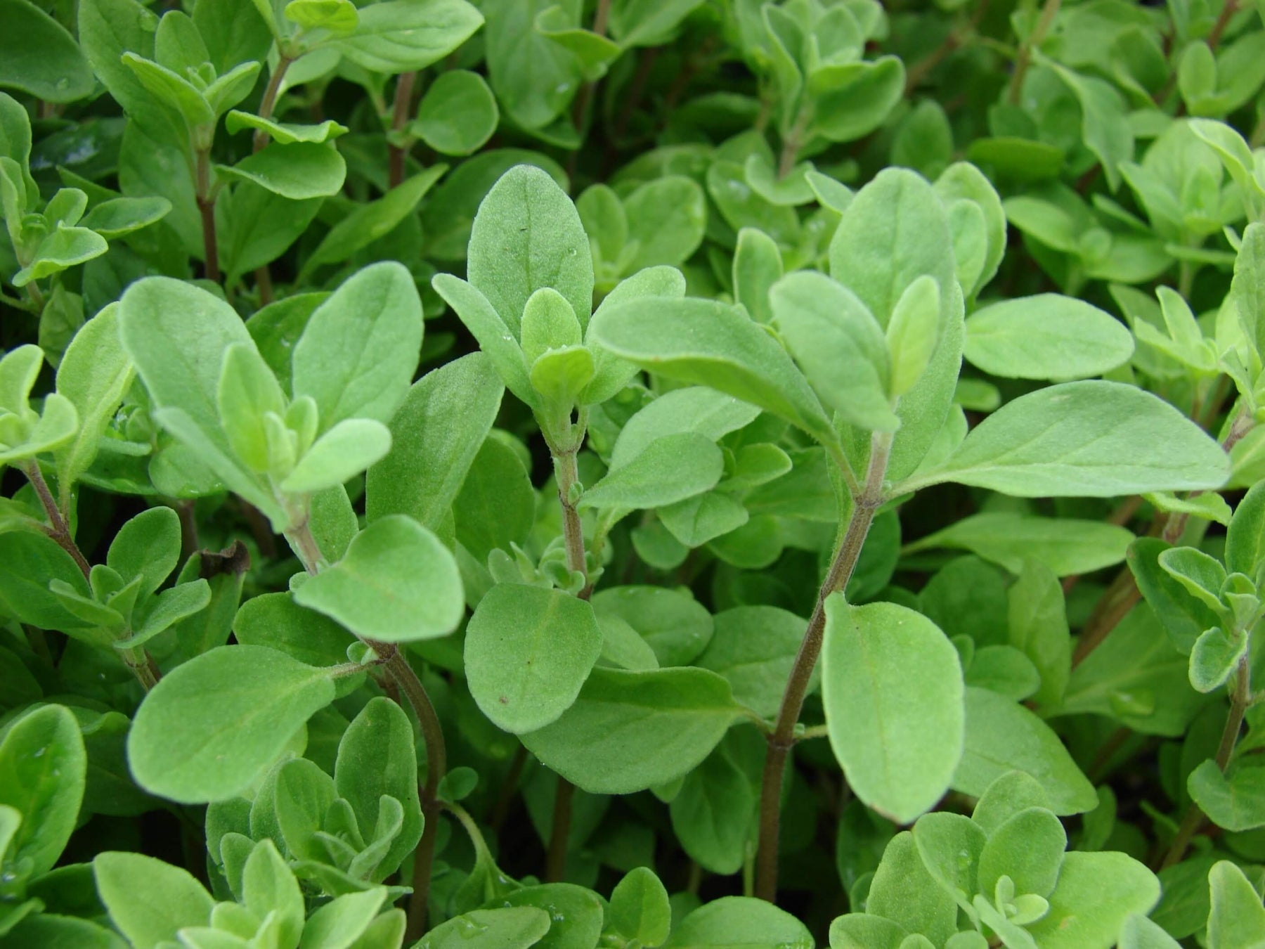 Marjoram Aromatic Herb Herb Seeds for Planting