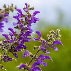 Salvia Farinacea Victoria Blue Mealycup Sage flower seeds with violet-blue flower spikes