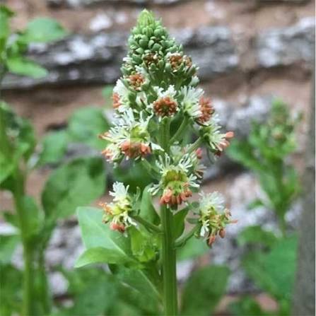 Mignonette Reseda Odorata fragrant flower seeds with delicate scented blooms