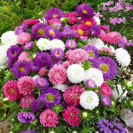 Aster Callistephus Formula Mixed Flower Seeds for Planting – Heirloom Colorful Garden Blooms