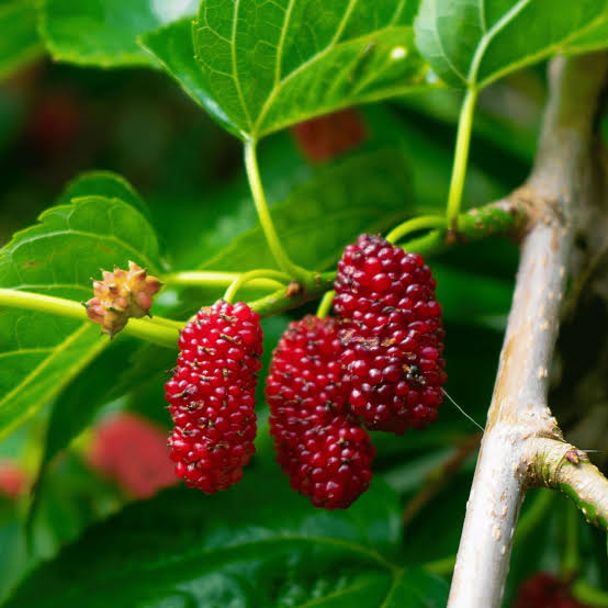 Red Mulberry Seeds for growing Morus rubra sweet dark edible fruit trees