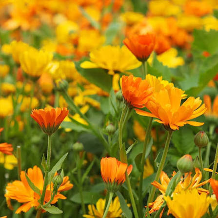 Calendula officinalis Orange Gitana Pot Marigold flower seeds