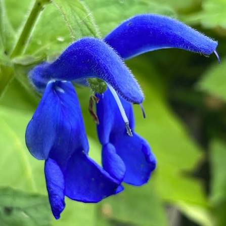 Painted Sage Salvia Horminum Blue Monday flower seeds with striking blue bracts