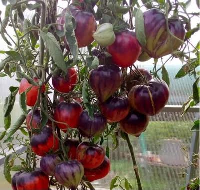 Pepper's Tomato Seeds for growing unique heirloom garden tomatoes