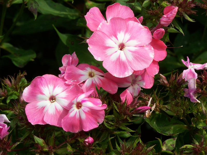 Phlox Drummondii Beauty Salmon salmon pink garden flowers