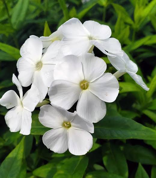 Annual Phlox Beauty White flowers growing in a cottage garden