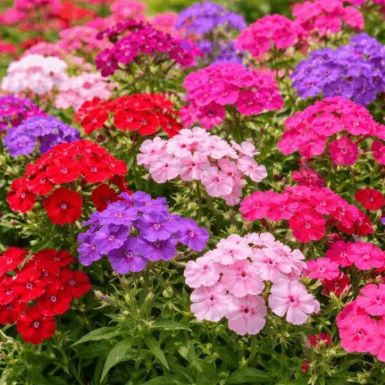Annual Phlox Phlox Drummondii Large Flowered Mix seeds with colorful blooms