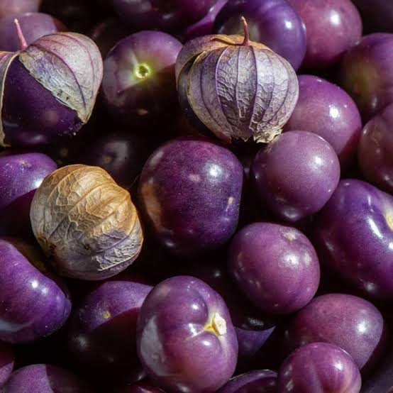 Purple Tomatillo Seeds for growing Physalis ixocarpa purple husk tomato garden plants