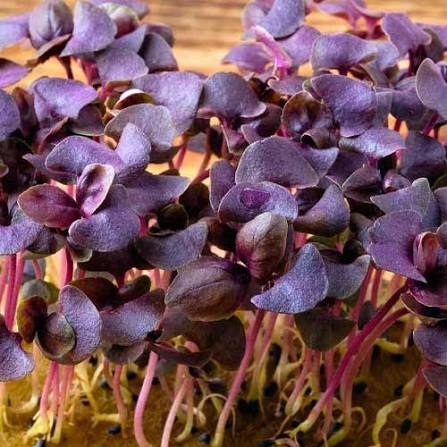 Basil Purple Dark Opal herb microgreen seeds for growing colorful basil greens