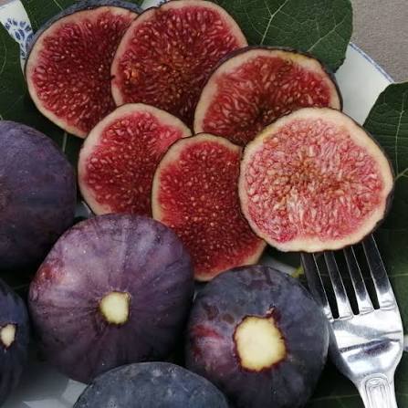 Common Edible Fig Seeds for growing Ficus carica purple-brown pink flesh fruit trees