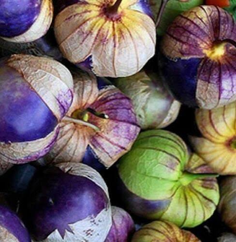 Purple Tomatillo Seeds for growing Physalis ixocarpa purple husk tomato garden plants