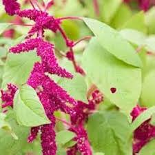 Amaranthus Pygmy Torch Flower Seeds for Planting – Heirloom Red Ornamental Blooms