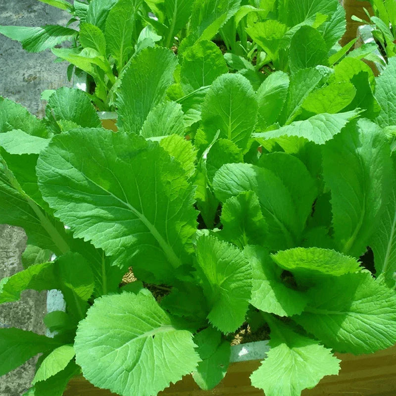 Asian Mustard Mustasa Herb Seeds for Planting