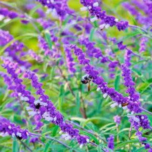 Salvia Farinacea Victoria Blue Mealycup Sage flower seeds with violet-blue flower spikes