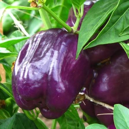 Golden Wonderberry Seeds for growing Solanum villosum aureum golden berry plants