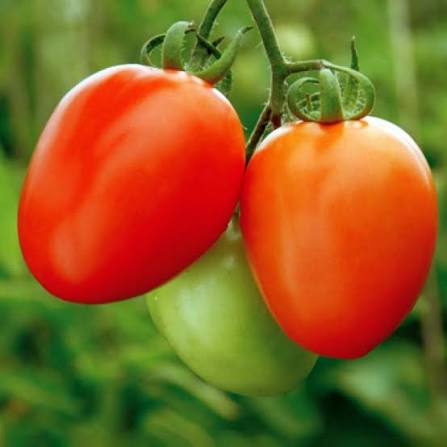 Square Round Tomato Seeds Kharif variety for home garden planting