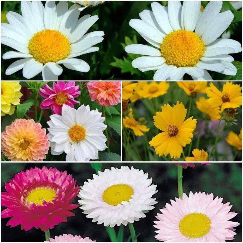Strawflower Acroclinium roseum Goliath flower seeds with large papery ornamental blooms