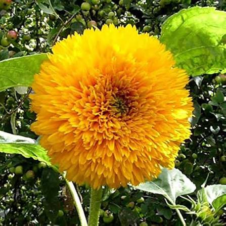 Sunflower Sungold Dwarf Flower Seeds with golden double blooms